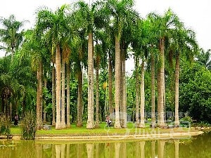 打洛森林公園 