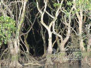 東寨港自然保護区 海南島